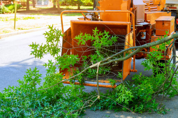 Dead Tree Removal in Helena, MT